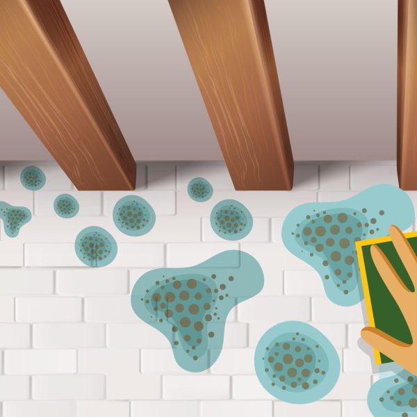 moisissures et a lhumidite2 detail 01 scaled 1